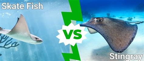 skate fish vs stingray|Skate vs Stingray: Main Differences .